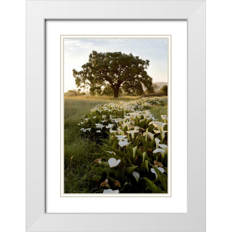 Oak Tree - 88 White Modern Wood Framed Art Print with Double Matting by Blaustein, Alan