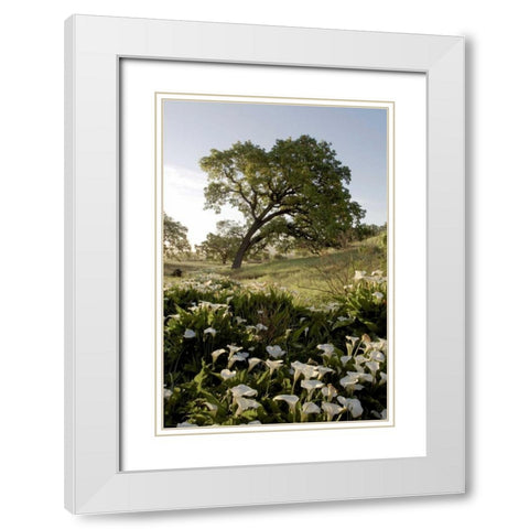 Oak Tree - 90 White Modern Wood Framed Art Print with Double Matting by Blaustein, Alan