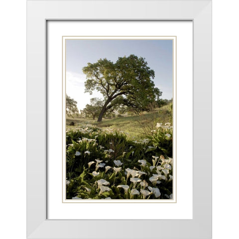 Oak Tree - 90 White Modern Wood Framed Art Print with Double Matting by Blaustein, Alan