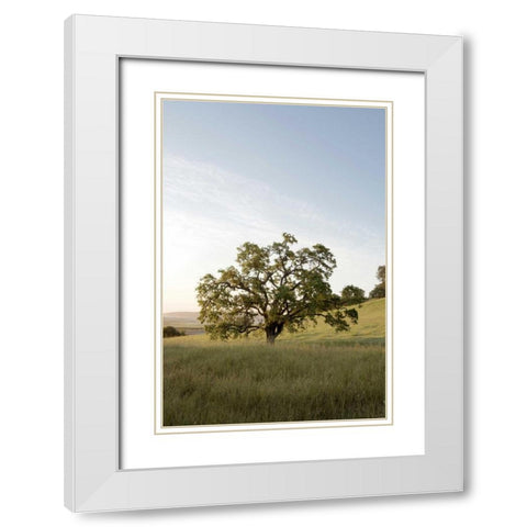 Oak Tree - 87 White Modern Wood Framed Art Print with Double Matting by Blaustein, Alan