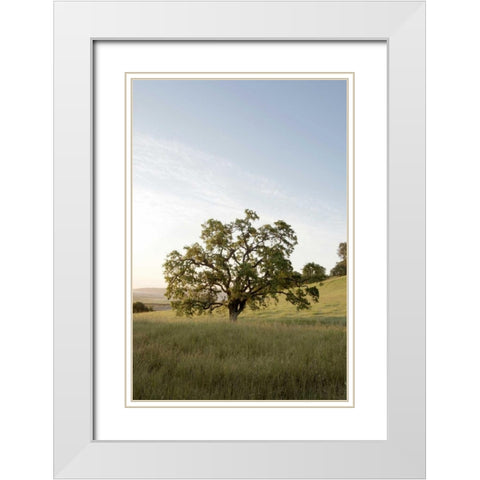 Oak Tree - 87 White Modern Wood Framed Art Print with Double Matting by Blaustein, Alan