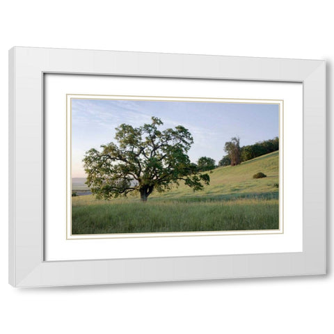 Oak Tree - 86 White Modern Wood Framed Art Print with Double Matting by Blaustein, Alan