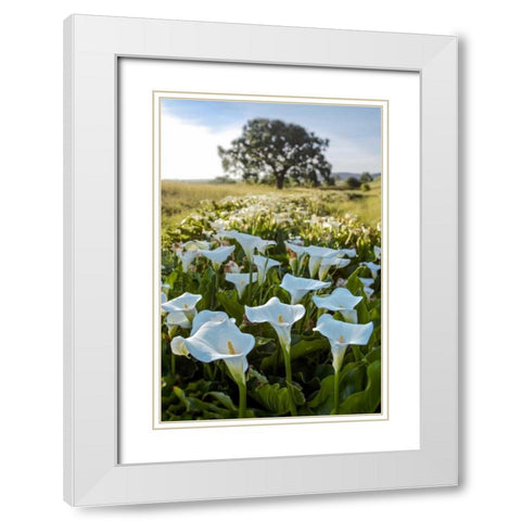 Oak Tree - 97 White Modern Wood Framed Art Print with Double Matting by Blaustein, Alan