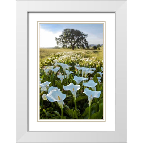 Oak Tree - 97 White Modern Wood Framed Art Print with Double Matting by Blaustein, Alan