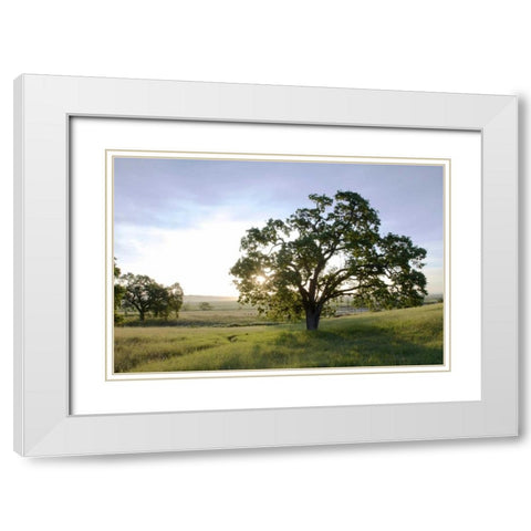 Oak Tree - 96 White Modern Wood Framed Art Print with Double Matting by Blaustein, Alan