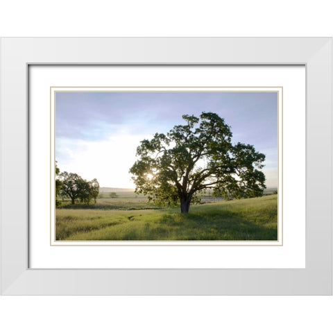 Oak Tree - 96 White Modern Wood Framed Art Print with Double Matting by Blaustein, Alan