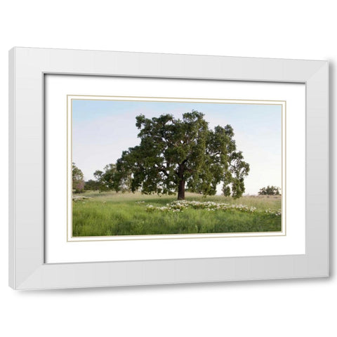 Oak Tree - 93 White Modern Wood Framed Art Print with Double Matting by Blaustein, Alan