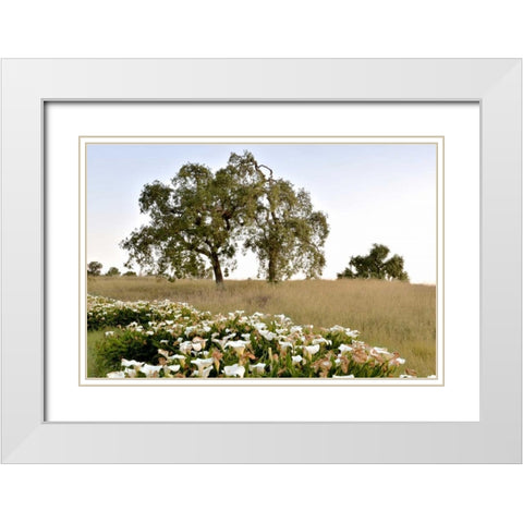 Oak Tree - 94 White Modern Wood Framed Art Print with Double Matting by Blaustein, Alan