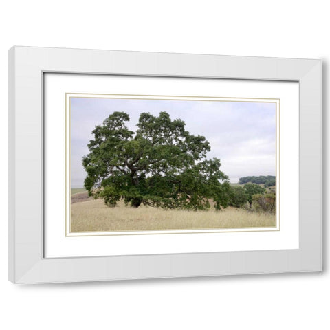 Oak Tree - 107 White Modern Wood Framed Art Print with Double Matting by Blaustein, Alan