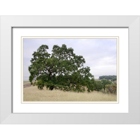Oak Tree - 107 White Modern Wood Framed Art Print with Double Matting by Blaustein, Alan