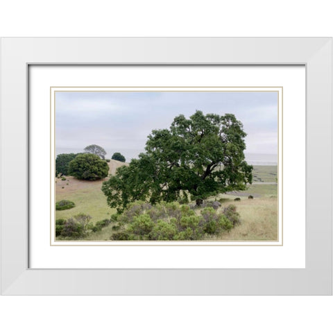 Oak Tree - 108 White Modern Wood Framed Art Print with Double Matting by Blaustein, Alan