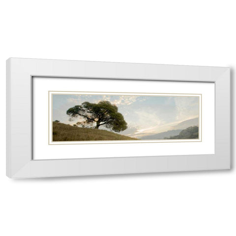 Oak Tree - 10 Pano White Modern Wood Framed Art Print with Double Matting by Blaustein, Alan