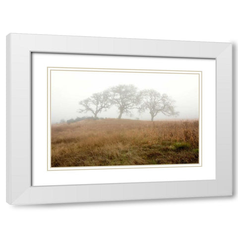 Oak Tree - 16 White Modern Wood Framed Art Print with Double Matting by Blaustein, Alan