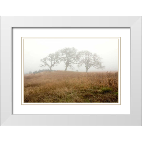Oak Tree - 16 White Modern Wood Framed Art Print with Double Matting by Blaustein, Alan