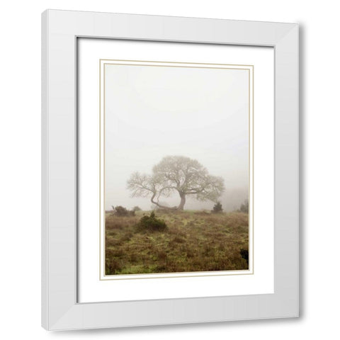 Oak Tree - 26 White Modern Wood Framed Art Print with Double Matting by Blaustein, Alan