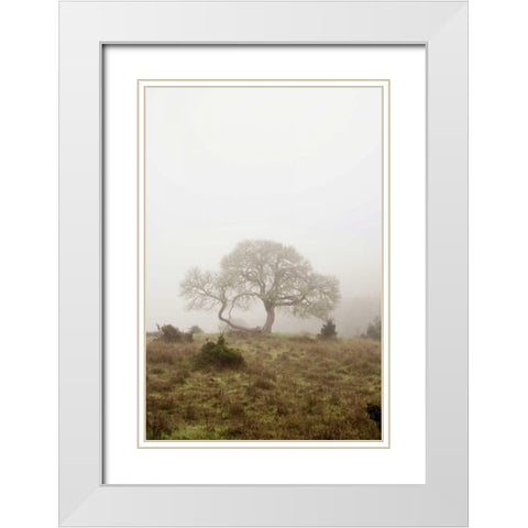 Oak Tree - 26 White Modern Wood Framed Art Print with Double Matting by Blaustein, Alan