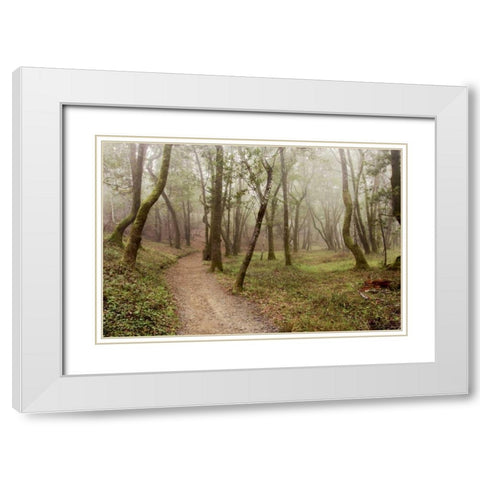 Oak Tree - 21 White Modern Wood Framed Art Print with Double Matting by Blaustein, Alan