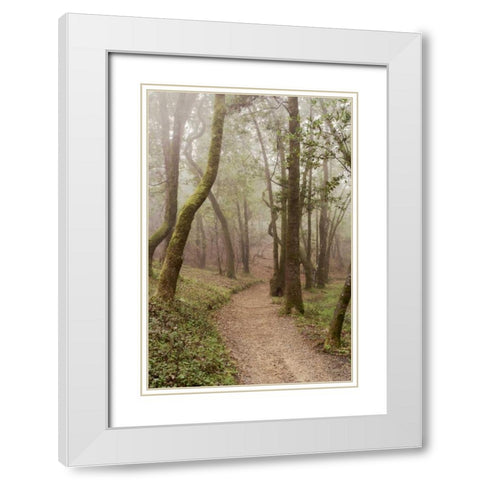 Oak Tree - 22 White Modern Wood Framed Art Print with Double Matting by Blaustein, Alan