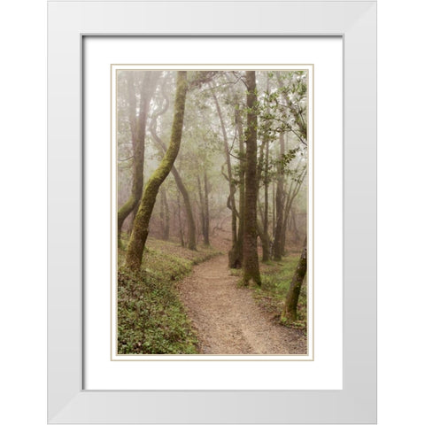 Oak Tree - 22 White Modern Wood Framed Art Print with Double Matting by Blaustein, Alan