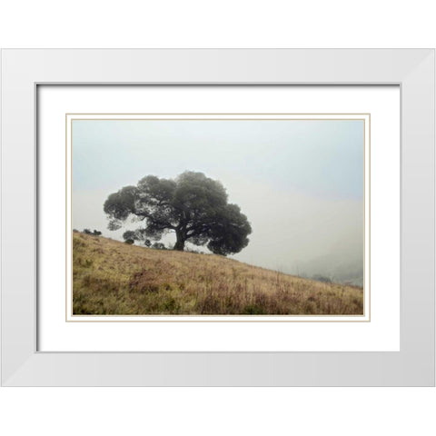 Oak Tree - 53 White Modern Wood Framed Art Print with Double Matting by Blaustein, Alan