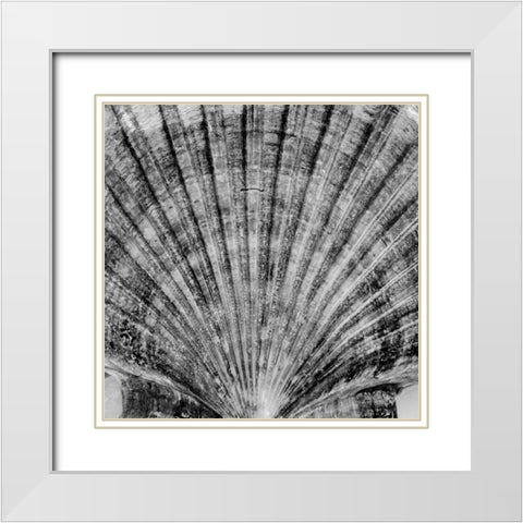 Crystal Cove - 40 White Modern Wood Framed Art Print with Double Matting by Blaustein, Alan