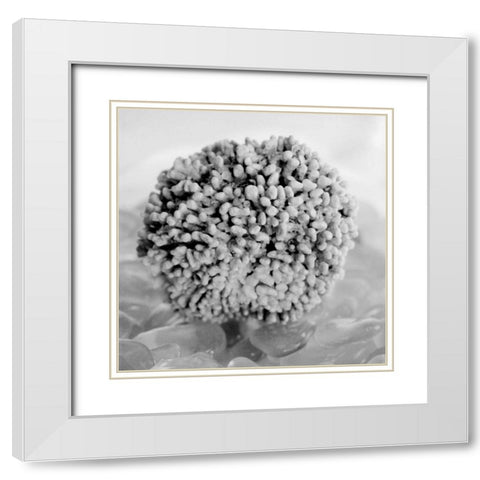 Crystal Cove - 43 White Modern Wood Framed Art Print with Double Matting by Blaustein, Alan