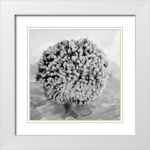 Crystal Cove - 43 White Modern Wood Framed Art Print with Double Matting by Blaustein, Alan