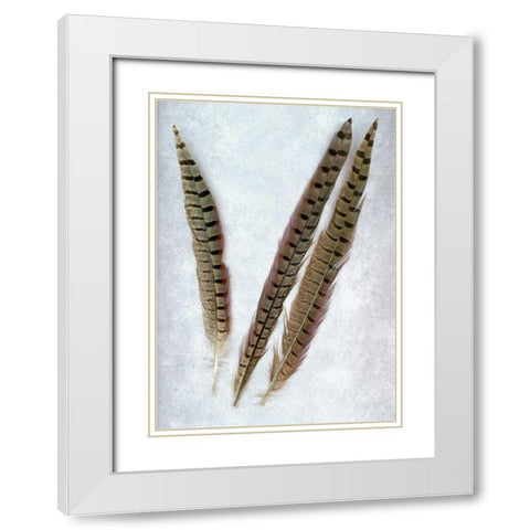 Feathers - 3 White Modern Wood Framed Art Print with Double Matting by Blaustein, Alan