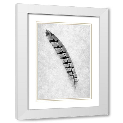 Feathers - 6 White Modern Wood Framed Art Print with Double Matting by Blaustein, Alan