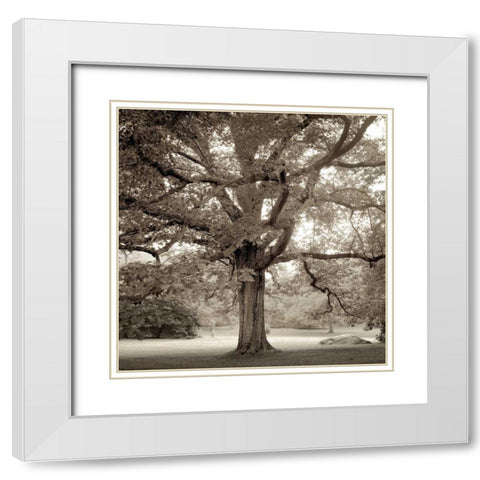 Hampton Maple - 1 White Modern Wood Framed Art Print with Double Matting by Blaustein, Alan