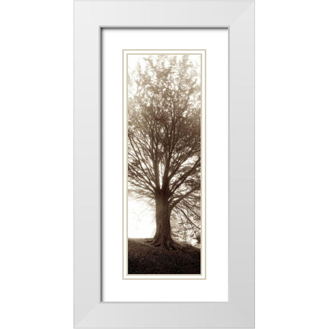 Hampton Gates Tree No.1 White Modern Wood Framed Art Print with Double Matting by Blaustein, Alan