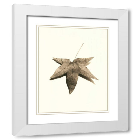 Japanese Maple White Modern Wood Framed Art Print with Double Matting by Blaustein, Alan