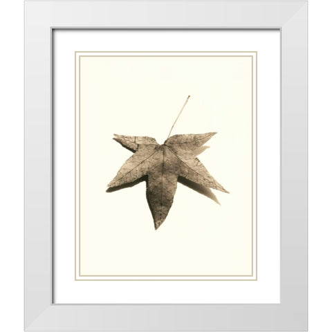 Japanese Maple White Modern Wood Framed Art Print with Double Matting by Blaustein, Alan