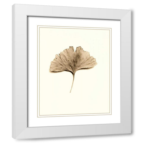 Ginkgo Leaf White Modern Wood Framed Art Print with Double Matting by Blaustein, Alan