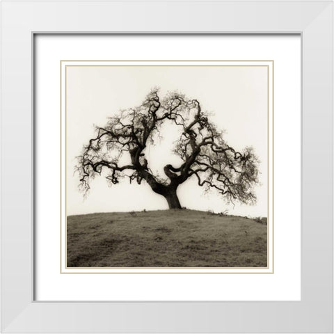 Hillside Oak Tree White Modern Wood Framed Art Print with Double Matting by Blaustein, Alan