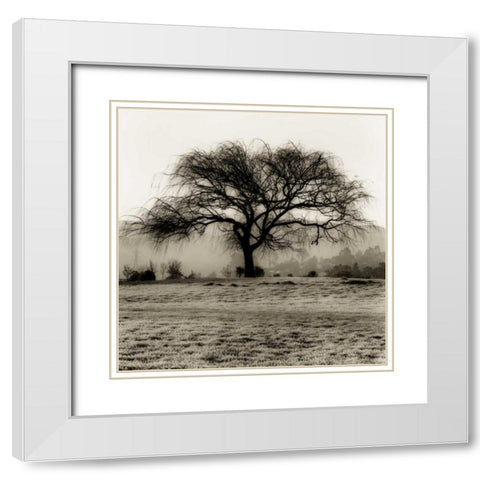 Willow Tree White Modern Wood Framed Art Print with Double Matting by Blaustein, Alan