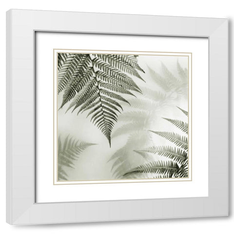 Ferns No. 1 White Modern Wood Framed Art Print with Double Matting by Blaustein, Alan