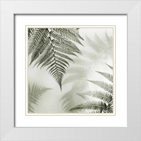 Ferns No. 1 White Modern Wood Framed Art Print with Double Matting by Blaustein, Alan
