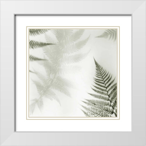 Ferns No. 2 White Modern Wood Framed Art Print with Double Matting by Blaustein, Alan