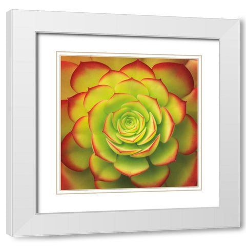 Fiery Succulent White Modern Wood Framed Art Print with Double Matting by Bell, Jan