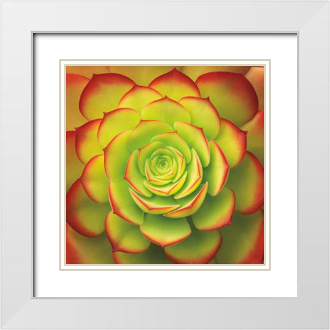 Fiery Succulent White Modern Wood Framed Art Print with Double Matting by Bell, Jan