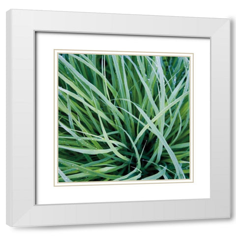 Grass with Morning Dew White Modern Wood Framed Art Print with Double Matting by Bell, Jan