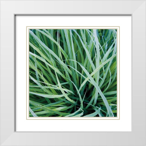 Grass with Morning Dew White Modern Wood Framed Art Print with Double Matting by Bell, Jan