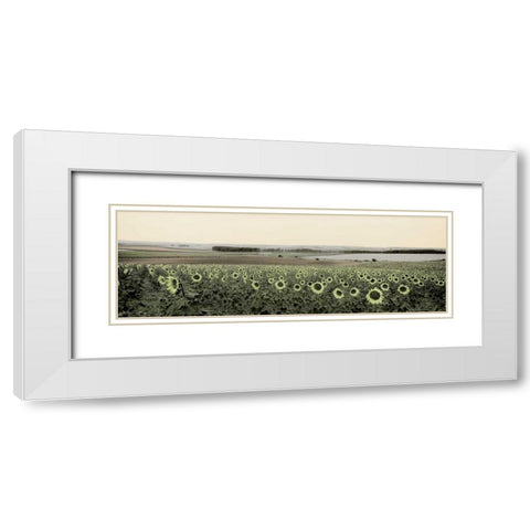 Andalusian Sun Flowers White Modern Wood Framed Art Print with Double Matting by Blaustein, Alan