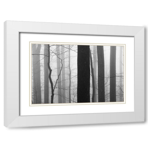 Forest Code White Modern Wood Framed Art Print with Double Matting by Bell, Nicholas