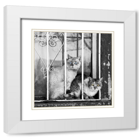 The Stare White Modern Wood Framed Art Print with Double Matting by Bertelli, Jon