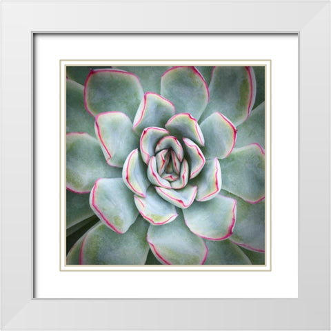 Edged in Red White Modern Wood Framed Art Print with Double Matting by Bell, Jan