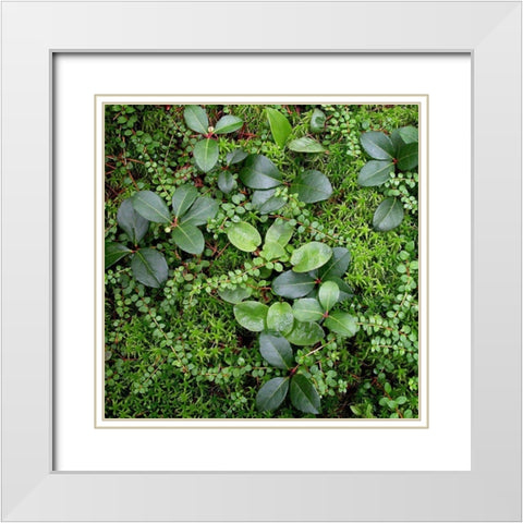Forest Floor Detail White Modern Wood Framed Art Print with Double Matting by Bell, Jan