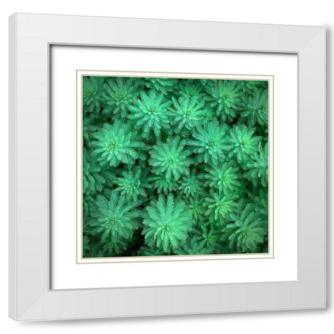 Sea Green White Modern Wood Framed Art Print with Double Matting by Bell, Jan