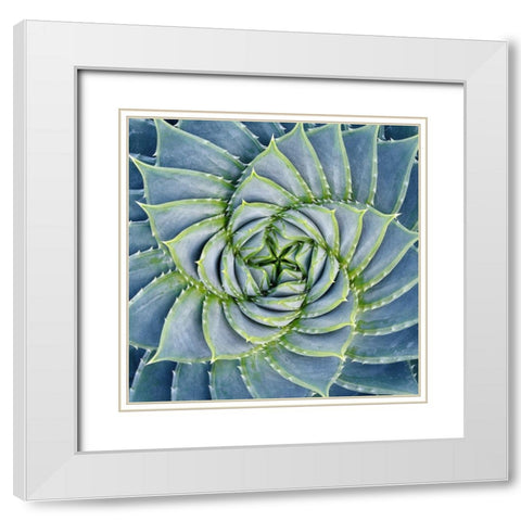 Spiral Succulent White Modern Wood Framed Art Print with Double Matting by Bell, Jan